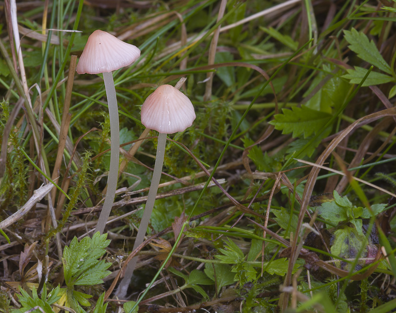 Mycena floridula